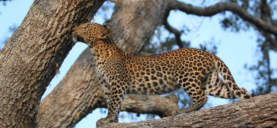Travel management company in Sri Lanka, Immersion tours Sri Lanka, Holidays in Sri Lanka