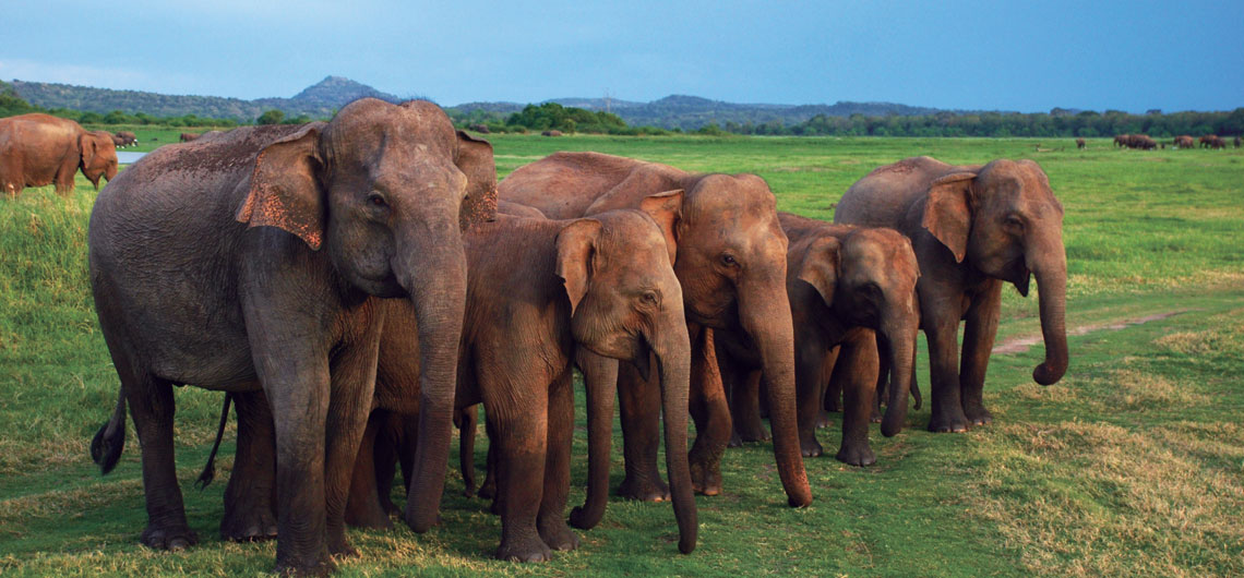 Travel management company in Sri Lanka, Immersion tours Sri Lanka, Holidays in Sri Lanka